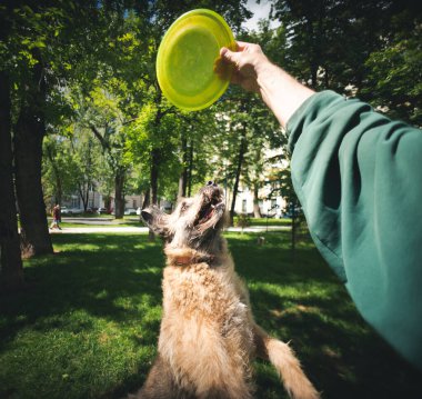 Adam parkta frizbi tabağı ve köpek sporu ile komik kahverengi köpek eğitirken egzersiz yapıyor.