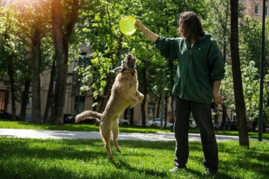 Adam parkta frizbi tabağı ve köpek sporu ile komik kahverengi köpek eğitirken egzersiz yapıyor.