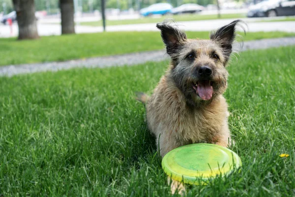 Funny Shaggy Brown Dog Lying Grass Park Frisbee Plate Dog — Stock Photo, Image