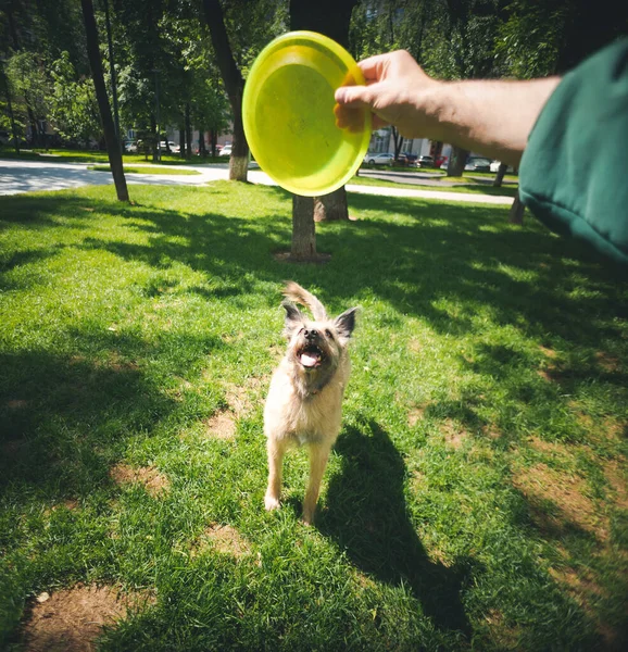 Man Exercising While Training Funny Shaggy Brown Dog Park Frisbee — Stock Photo, Image