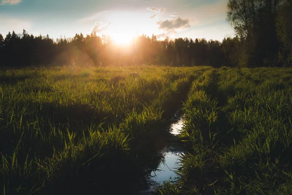 Linda paisagem de verão. Pôr do sol brilhante com sol laranja em um campo de floresta verde com grama verde — Fotografia de Stock