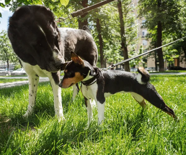 Большие и маленькие собаки на поводке узнают друг друга, обнюхивая друг друга, гуляя по зеленой траве. — стоковое фото