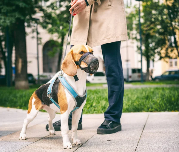 Hund ras beagle promenader i sele och nosen på roulette med ägaren i stan — Stockfoto