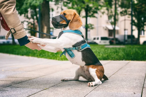 Un cane beagle in un'imbracatura che cammina in città con il proprietario, eseguendo comandi, dà zampe — Foto Stock