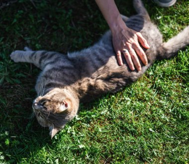 Şirin gri kedi yeşil çimlerin üzerinde yatarken sahibi güneşli bir günde onu nazikçe okşuyor.