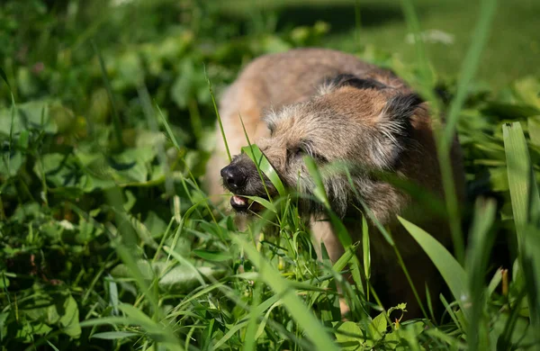 Весело лохматая коричневая собака жует траву в летнем лесу, витамины и здоровую пищу для домашних животных — стоковое фото