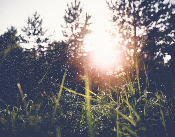Lluvia de verano en el bosque, bellamente gotas de agua en las plantas con la luz del sol poniente — Foto de Stock