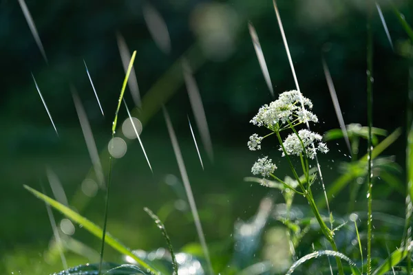 Summer Rain Forest Beautifully Falling Drops Water Plants Abstract Natural — Stockfoto