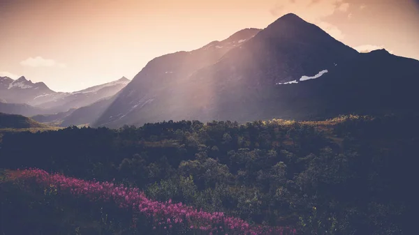 Lindas Paisagens Verão Montanhas Campo Florescente Pôr Sol Viajar Para — Fotografia de Stock