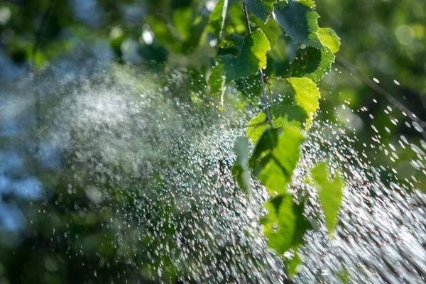 Regen Water Druppels Stroomt Naar Beneden Verse Groene Bladeren Prachtige — Stockfoto