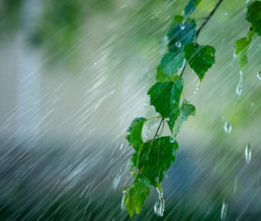 Yağmur damlaları taze yeşil yapraklardan akıyor, çok güzel doğal arka plan dokusu var.