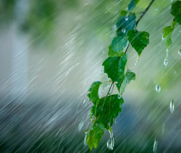 Gocce Acqua Piovana Che Scorrono Verso Basso Foglie Verdi Fresche — Foto Stock