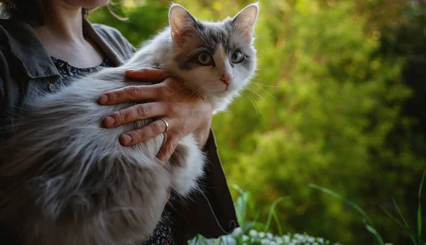 Schattige mooie pluizige kat munchkin met blauwe ogen in de armen van de eigenaar — Stockfoto