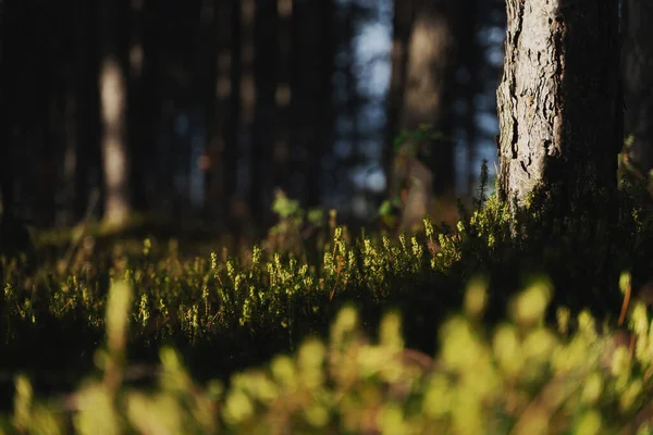 Tronco de pino y hierba en el bosque, hermoso fondo natural — Foto de Stock