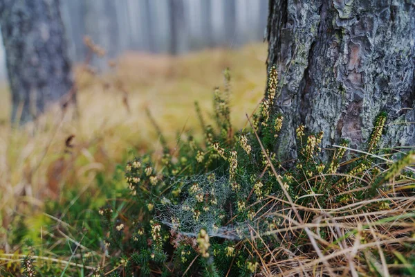 Tronc Arbre Herbe Dans Les Toiles Araignée Dans Forêt Beau — Photo