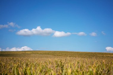 Tarım sarı tarla manzarası sonbahar eylül ayı hasat mevsimi akşamı açık hava mavi gökyüzünü aydınlatır.