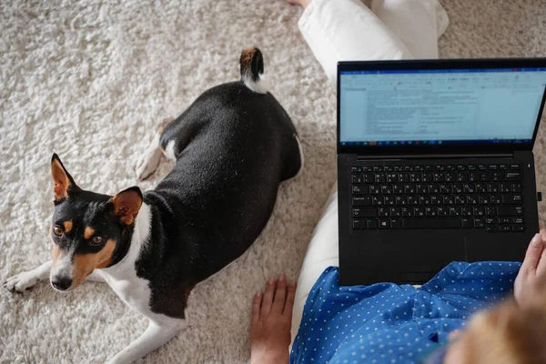 Mulher trabalhando em casa usando laptop sobre sentado no tapete na sala de estar com cão de estimação da raça bassenji, tiro de cima — Fotografia de Stock