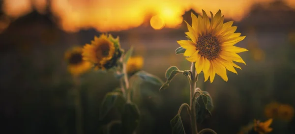 Sonnenblumen Auf Den Feldern Mit Sonnenlicht Sonnenuntergang Strahlend Schöne Landschaft — Stockfoto