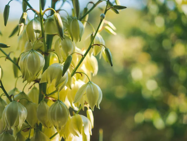 Blommande Vita Blommor Yucca Palm Vacker Blommig Bakgrund — Stockfoto