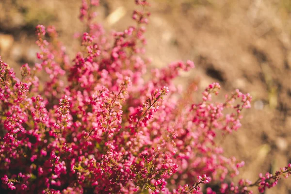 Kwitnące Purpurowe Pospolite Wrzosy Zbliżenie Calluna Vulgaris Tło Kwiatów — Zdjęcie stockowe