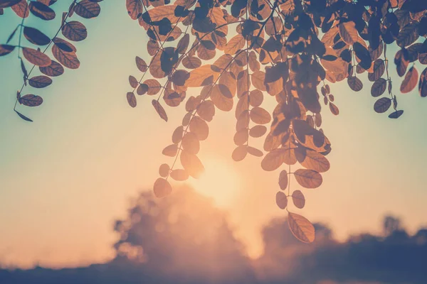 Shiny sun in yellow autumn foliage. Retro toned image. Beautiful background