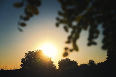 Yaz ormanında gün batımı. Ağaçların tepelerinde parlayan güneş