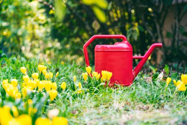 Bahçedeki su bidonu sarı çiçekli bir açıklıkta duruyor. Güzel bahar arkaplanı ve dokusu