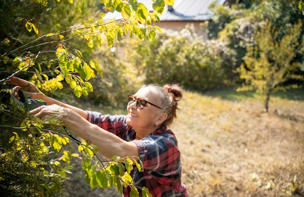 Glad Vacker Äldre Kvinna Gamla Plommon Träd Grenar Sin Trädgård — Stockfoto