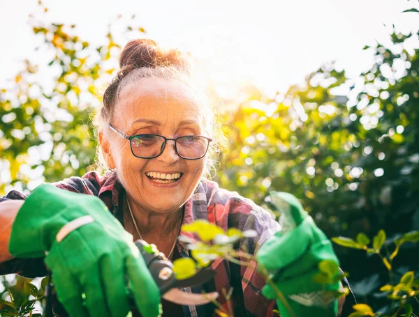 Happy beautiful elderly woman 60 years old prunes plants in her garden using pruning shears. Garden care and an active lifestyle