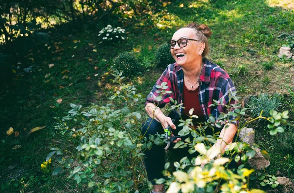 Счастливая Пожилая Женщина Лет Чернослив Растения Своем Саду Помощью Обрезки — стоковое фото