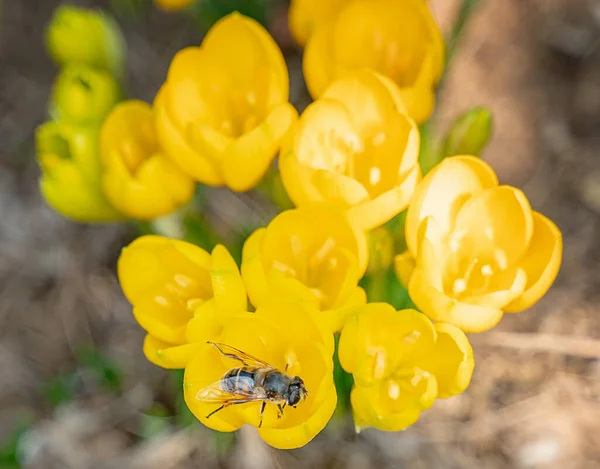 Bij Verzamelt Stuifmeel Gele Wilde Bloemen Honing Productie Lente Achtergrond — Stockfoto