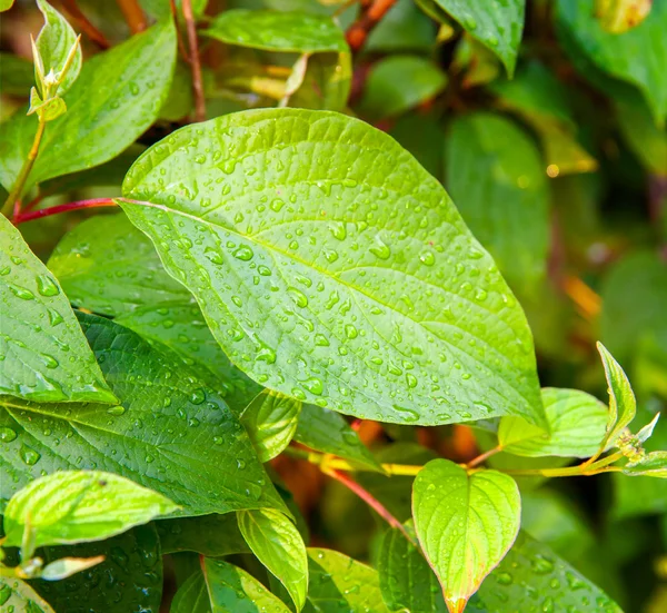 Feuille verte avec gouttes d'eau après la pluie — Photo