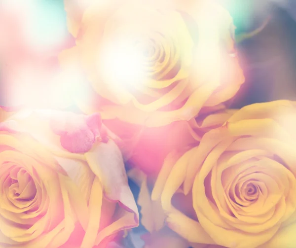 Hermosas rosas amarillas con filtros de color —  Fotos de Stock