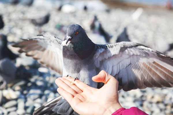 Gray pigeon sitting on hand — Stock Photo, Image