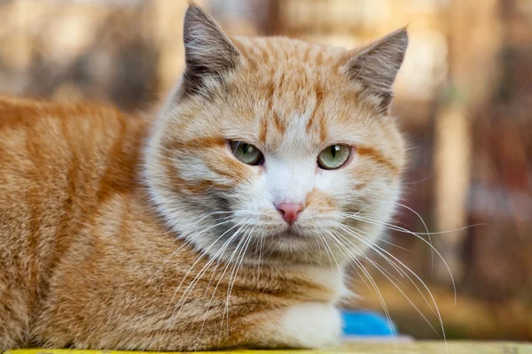 Chat de rue roux aux yeux verts — Photo