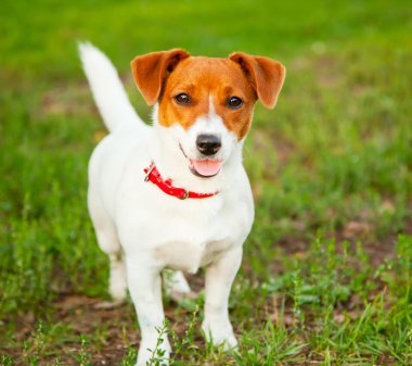 sevimli köpek jack russell yeşil çimenlerin üzerinde