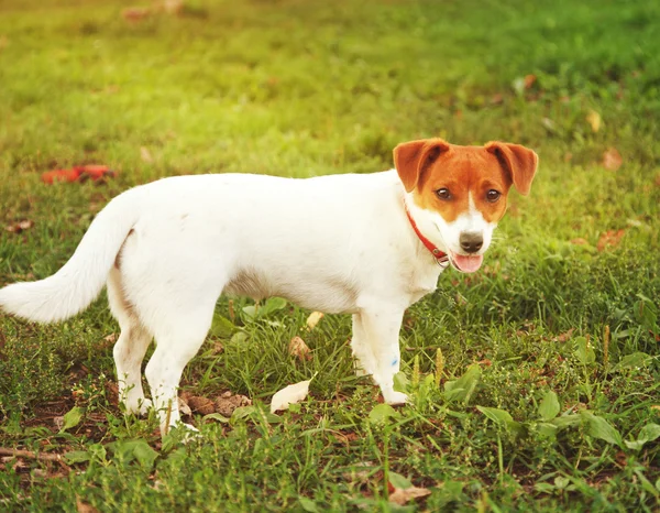 Ładny szczeniak jack russell na zielonej trawie — Zdjęcie stockowe