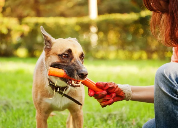 Unna kahverengi köpek ağzında bir sopayla — Stok fotoğraf