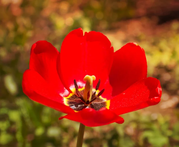 Beautiful bright red flower — Stock Photo, Image