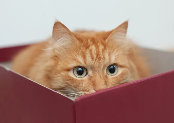 Grappige kat in vak — Stockfoto