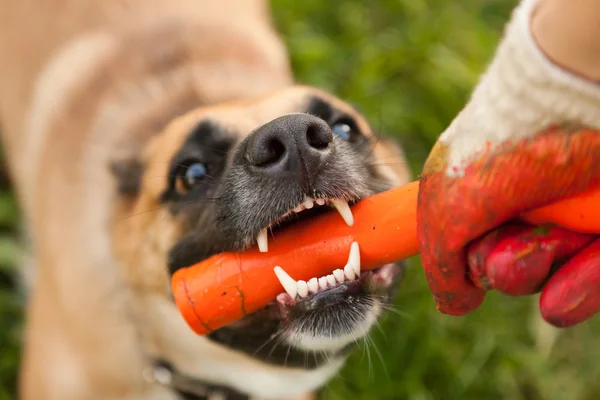 Unny brown dog with a stick in his mouth — Stock Photo, Image