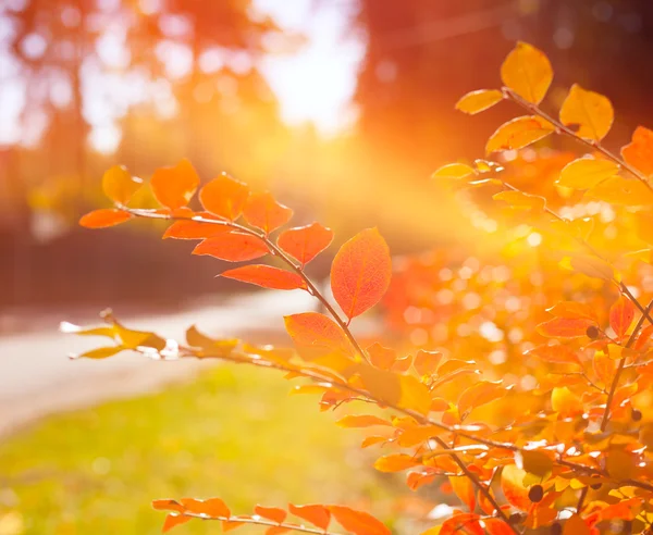 Red leaves in soft focus, autumn background — Stock Photo, Image