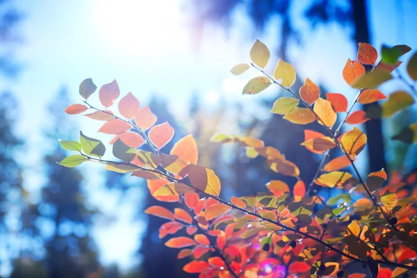 Red leaves in soft focus, autumn background — Stock Photo, Image