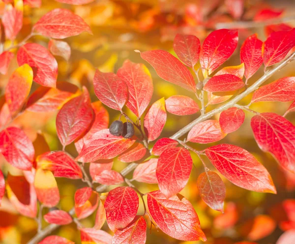 Rode bladeren in soft focus ondervraagt herfst achtergrond — Stockfoto