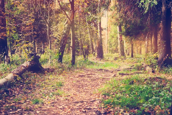 Väg i vilda skogen — Stockfoto