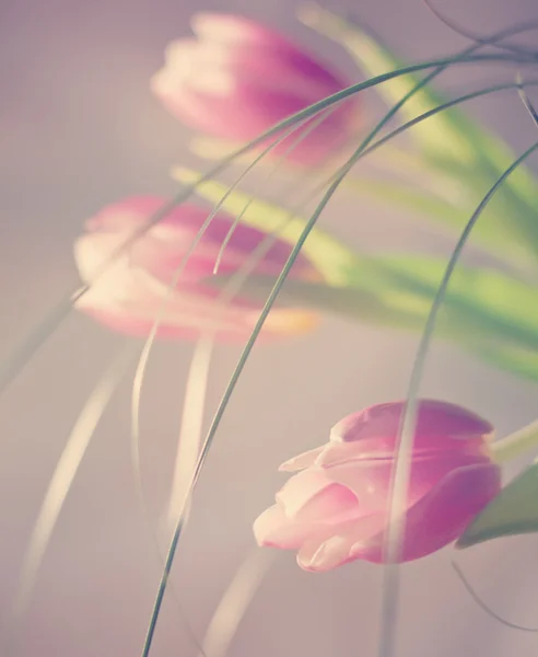 Hermosas flores hechas con filtros de color —  Fotos de Stock