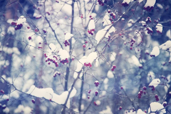 Rowan en primer plano de nieve — Foto de Stock