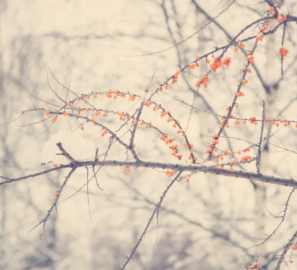 Rowan dans la neige, fond christmass — Photo