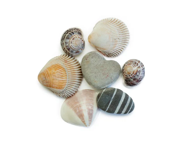 Several shells and stones isolated on white background — Stock Photo, Image