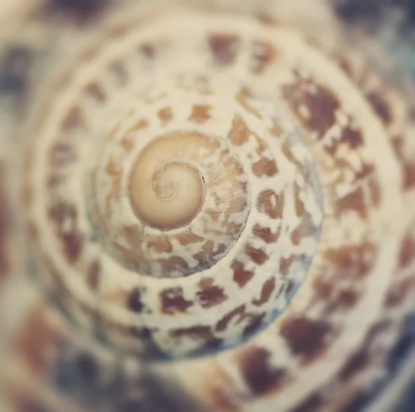 Seashell texture, close-up with selective focus and toning Retro — Stock Photo, Image